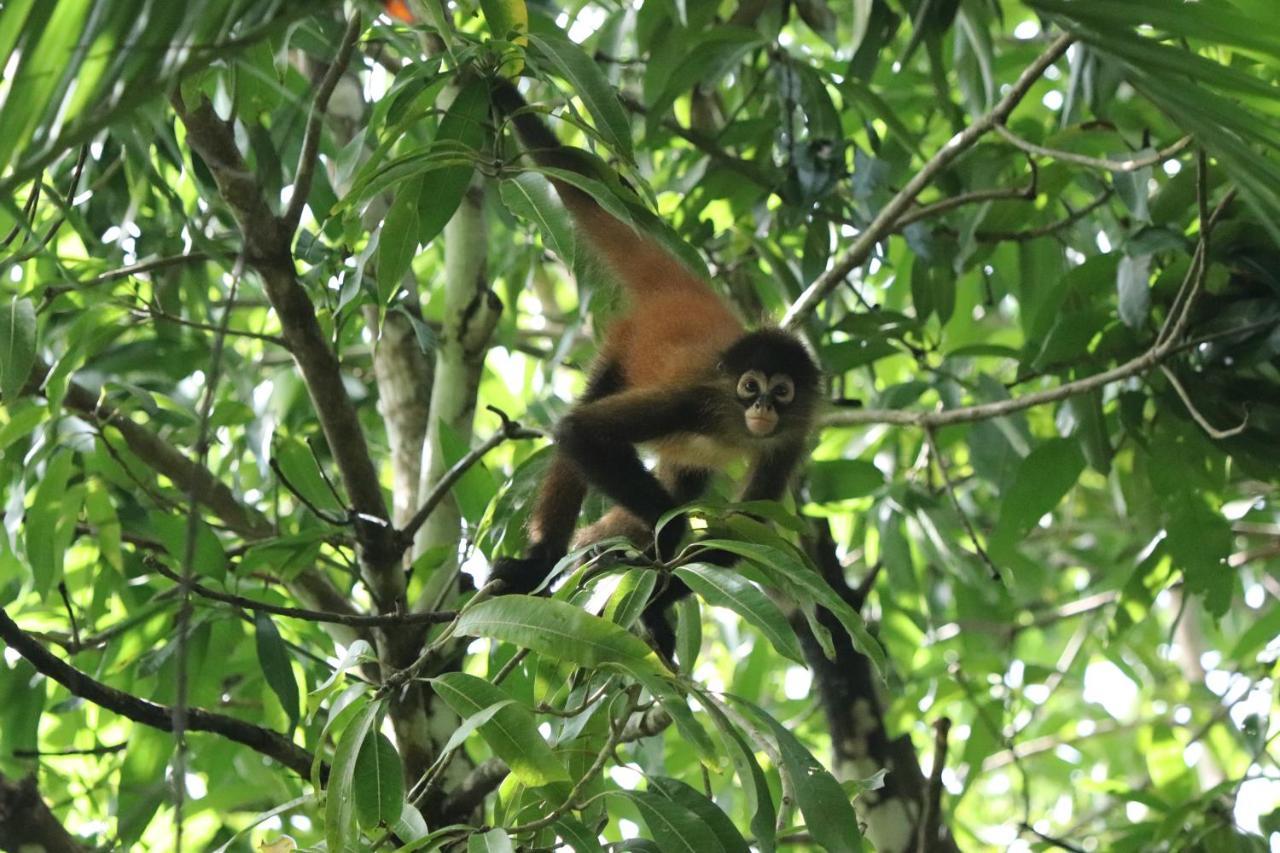 Four Monkeys Eco Lodge Jungle & Beach - The House Cabo Matapalo Exteriör bild
