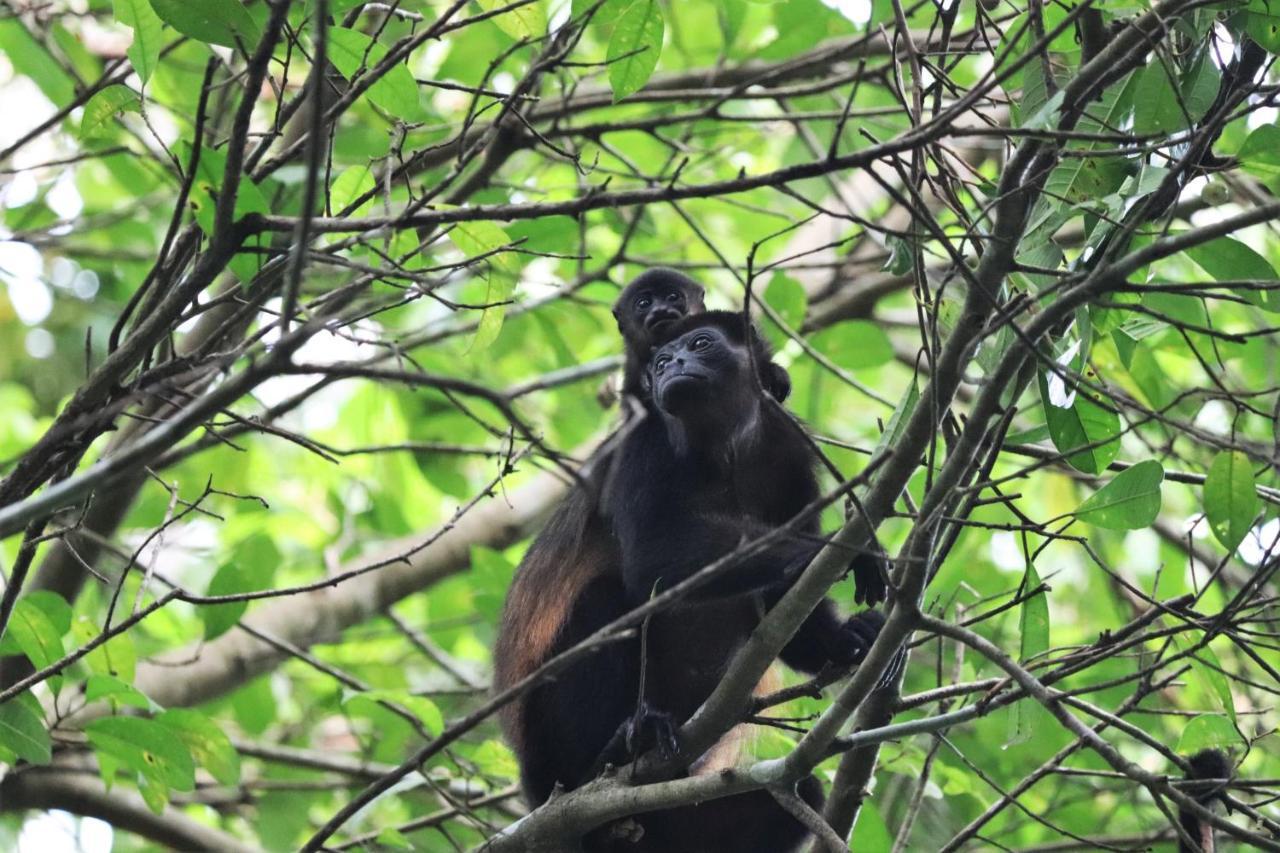 Four Monkeys Eco Lodge Jungle & Beach - The House Cabo Matapalo Exteriör bild