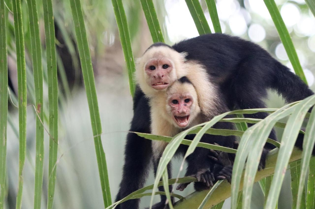 Four Monkeys Eco Lodge Jungle & Beach - The House Cabo Matapalo Exteriör bild