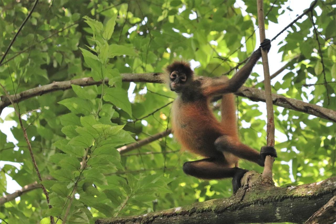 Four Monkeys Eco Lodge Jungle & Beach - The House Cabo Matapalo Exteriör bild