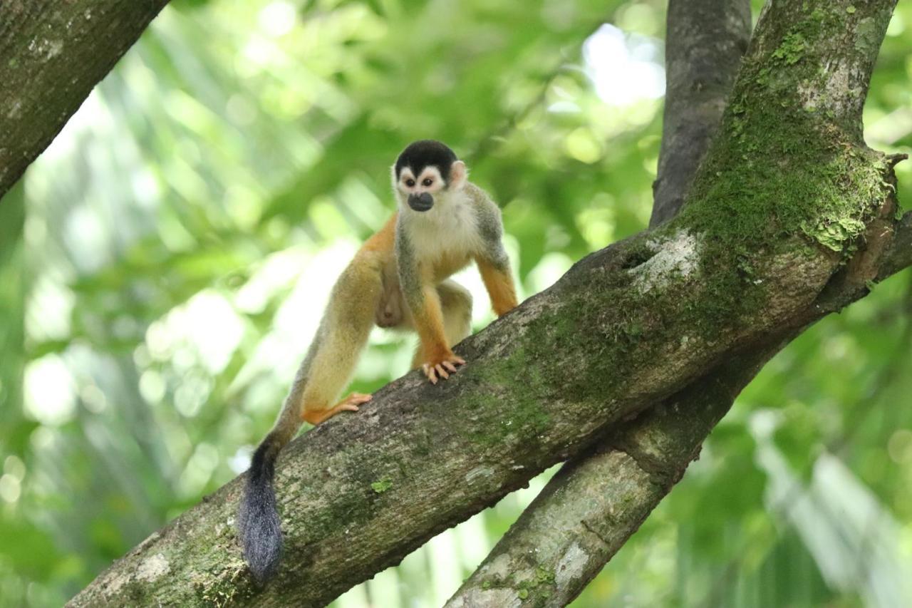 Four Monkeys Eco Lodge Jungle & Beach - The House Cabo Matapalo Exteriör bild