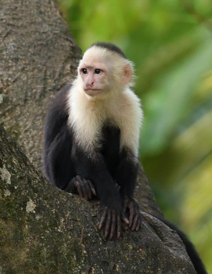 Four Monkeys Eco Lodge Jungle & Beach - The House Cabo Matapalo Exteriör bild